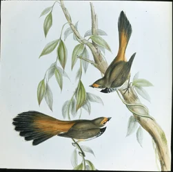 Rufous-fronted Fantail (Rhipidura Rufifrons) (handfärgad litho)