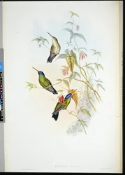 Rufous Flame-bärare (selasphorus rufus) (handfärgad litho)