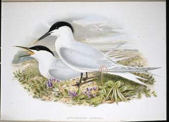 Smörgåstärna (Actochel Cantiaca) (handfärgad litho)