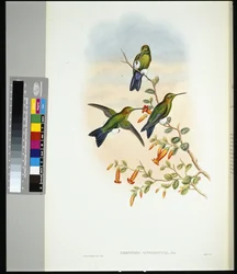 Sapphire-ventiled Puff-leg (eriocnemis sapphiropygia) (handfärgad litho)