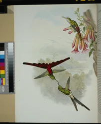 Sappho Comet (cometes sparganurus) (handfärgad litho)