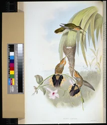 Sågnäbb (grypus naevius) (handfärgad litho)