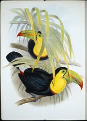 Kortnäbbad tukan (Ramphastos Brevicarinatus) (handfärgad litho)