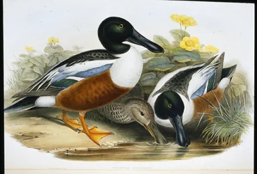 Shoveller ankor (Spatula Clypeata) (handfärgad litho)