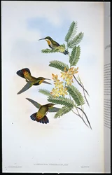 Sombre Sabre-wing (Campylopterus Obscurus) (handfärgad litho)