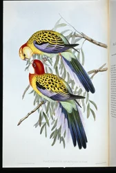 Splendid Parakeet (Splendid Palatycercus) (handfärgad litho)