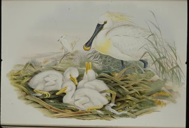 Skednäbb (Platalea Leucorodia) (handfärgad litho)