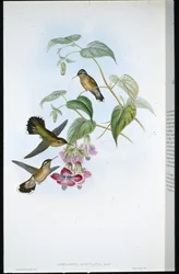 Fläckig Adelomyia (Adelomyia Maculata) (handfärgad litho)