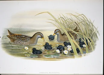 Spotted Crake (Porzana Maruetta) (handfärgad litho)