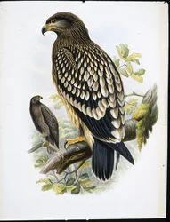 Spotted Eagle (Aquila Naevia) (handfärgad litho)
