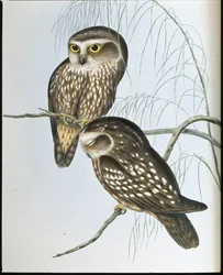 Fläckig uggla (Athene Maculata) (handfärgad litho)