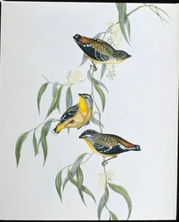 Fläckig pardalote (Pardalotus Punctatus) (handfärgad litho)