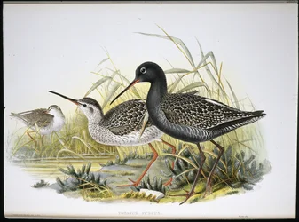 Fläckig rödben (Totanus Fuscus) (handfärgad litho)