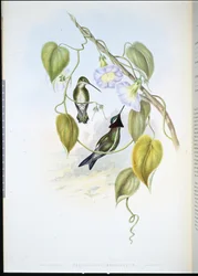 Stripe-breasted Star-throat (heliomaster mesoleucus) (handfärgad litho)