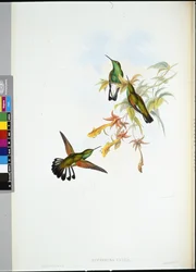 Randstjärtad kolibri (Eupherusa eximia)