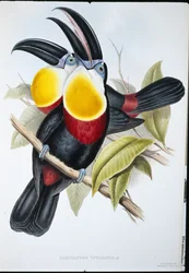 Svavel- och vitbröst tukan (Ramphastos Vitellinus) (handfärgad litho)