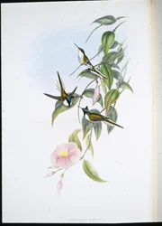 Sun Gem (Heliactin Cornuta) (handfärgad litho)