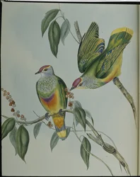 Swainsons fruktduva (Ptilinopus Swainsonii) (handfärgad litho)