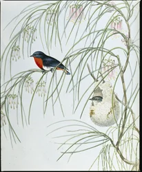 Swallow Dicaeum (handfärgade figurer)
