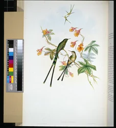 Tågbärare (lesbia eucharis) (handfärgad litho)
