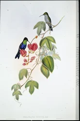 Tschudis Panoplites (Thalurania Tschudi) (handfärgad litho)