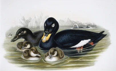 Velvet Scoter (oidemla fusca) (handfärgad litho)