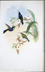 Veraguan Panoplites (Thalurania Venusta)