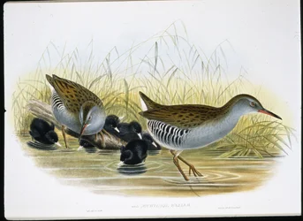 Vattenskena (Rallus Aquaticus) (handfärgad litho)
