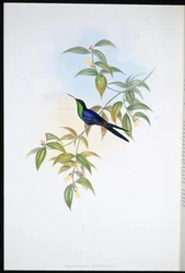 Watertons tränymf (Thalurania Watertoni) (handfärgad litho)