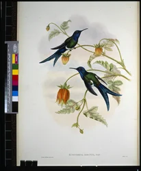 Western Swallow-tail (eupetomena hirundo) (handfärgad litho)