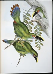 Vitbandad Groove-bill Toucan (Aulacoramphus Albivitta) (handfärgad litho)