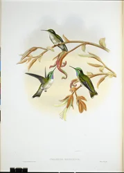 Vitbukad Cacique kolibri (Coeligena Hemileuca) (handfärgad litho)