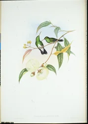 Vitbukig smaragd (Thaumatias Albiventris) (handkolorerad litho)
