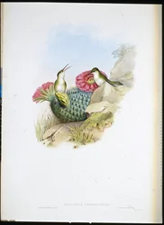 Vitbröstad Leucippus (leucippus chionogaster) (handfärgad litho)