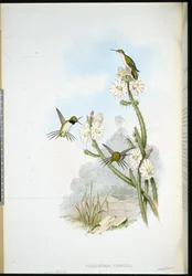 Yarrells racketstjärtskolibri (Calothorax yarrellii)