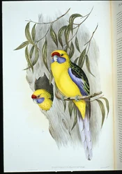 Gulbukad parakit (platycercus flaviventris) (handfärgad litho)