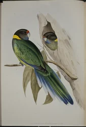 Gulkragad parakit (Platycercus Semitorquatus) (handfärgad litho)