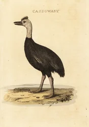 Södra kasuaren, Casuarius casuarius