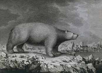 Isbjörn, gravyr av Peter Mazel efter teckning av John Webber (1750-1793) gjord under James Cooks tredje resa