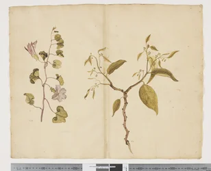 F.13 Ipomea Pes, get; Celtis paniculata, ca 1790-95 (akvarell och bläck på papper)