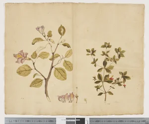 F.15 Lagunaria Patersonia; Alyxia gynopogon, ca 1790-95 (akvarell och bläck på papper)