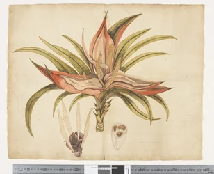 F.1 Freycinetia baueriana, ca 1790-95 (akvarell och bläck på papper)