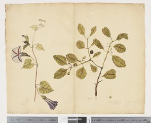 F.24 Ipomoea congesta; Elaeodendron curtipendulum, ca 1790-95 (akvarell och bläck på papper)