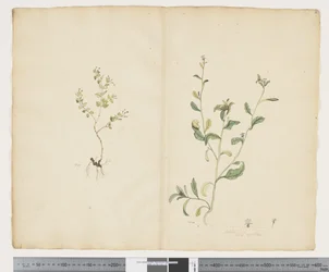 F.25 Euphorbia sparrmannii; Lobelia alata, ca 1790-95 (akvarell och bläck på papper)