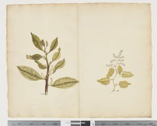F.32 Excoecaria agallocha 