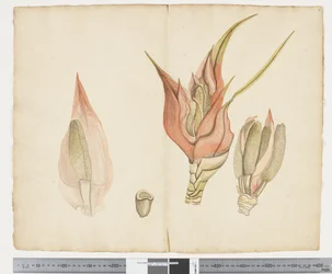 F.33 Freycinetia baueriana, c.1790-95 (bläck och akvarell på papper)