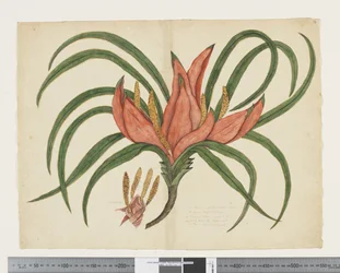F.36 Freycinetia baueriana, c.1790-95 (akvarell och bläck på papper)