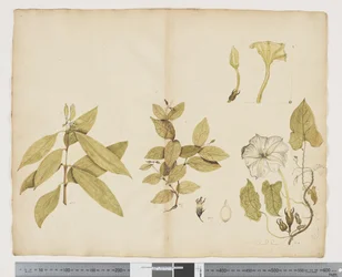 F.6 Wikstroemia Australis; Ipomea, ca 1790-95 (akvarell och bläck på papper)