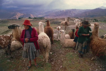 Peruanska kvinnor och flock lamor (foto)
