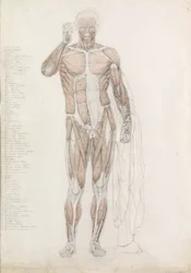 Anatomisk studie: mänsklig muskulatur, i Contrapposto